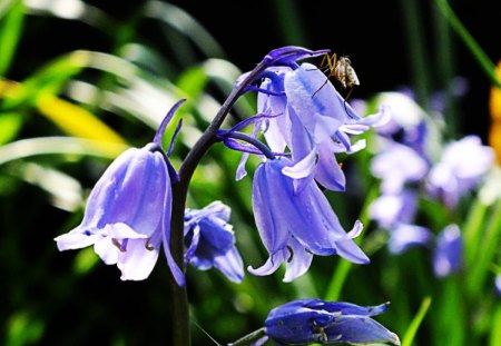 Bluebell - bluebell, nature, flowers, blue