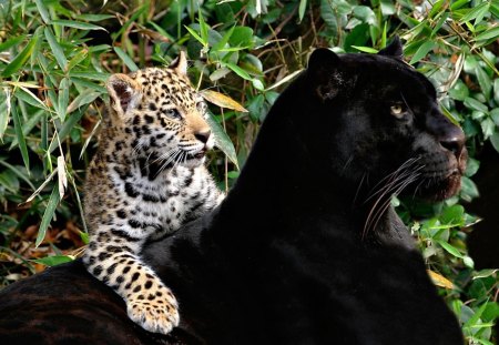 Big cats - cats, big, animals, beautiful