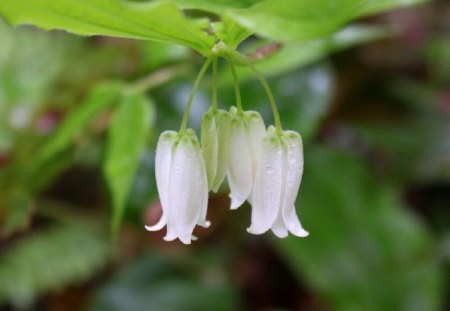 Smith's Fairybells - flowers, white, nature, green, stem, day, daylight, leaves