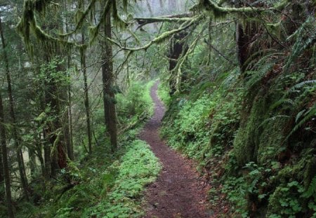 On the Trails going to the Falls - forest, path, leaves, daylight, dirt, bushes, trees, nature, day