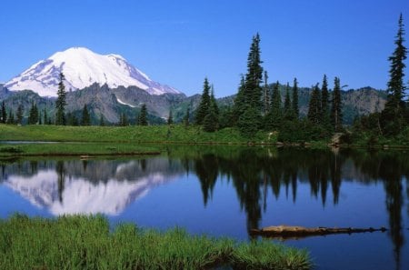 Reflecting Lake - forest, water, limb, daylight, grass, lake, sky, reflection, trees, nature, mountain, day