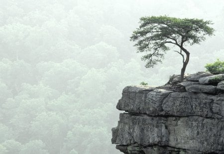 Even At The End Of The World There Is life - cliff, trees, mountains, tree