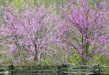 BELA  FLORADA - natureza, flor, lilas, flora