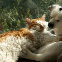 Cute Cats and Dogs