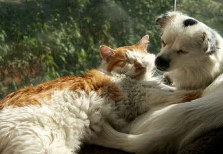 Cute Cats and Dogs - dogs, love, cats, happy