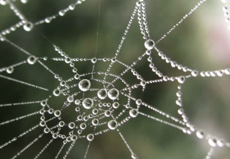 DIAMONDS ARE FOREVER - silk, spiders, gardens, droplets, webs