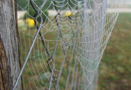 CRYSTAL STRANDS - nature, spiders, dew, rain, gardens, webs