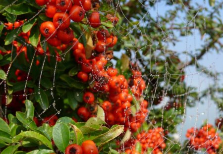 CAUGHT IN A TRAP - webs, dewdrops, trees, spiders, gardens, plants, fruit, bugs, flowers