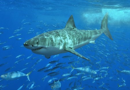 White Shark, King of the Sea