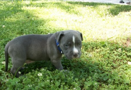 Kratos - blue pitbull puppies, pitbull