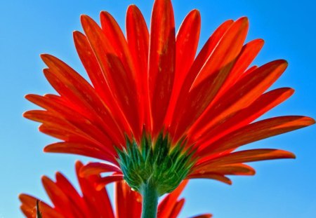 Red flower - flower, abstract