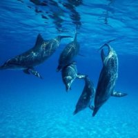 amazing dolphins 