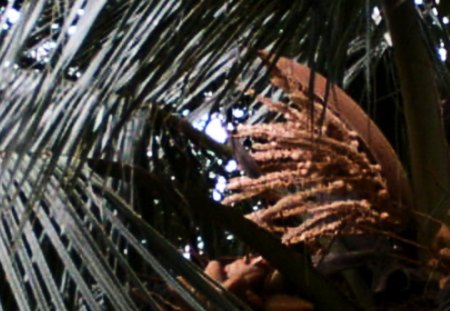 coconuts flower - orange, fruits, tree, green