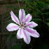 single light pink flower