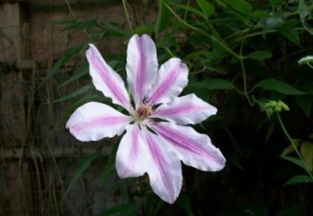 single light pink flower - flower, pink