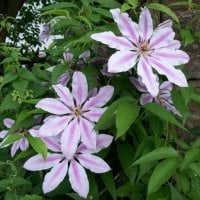 some more light pink flowers