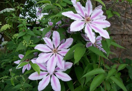 some more light pink flowers - flower, pink