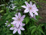 some more light pink flowers