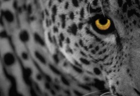 Leopard - white, leopard, yellow, panthera, big cats, spots