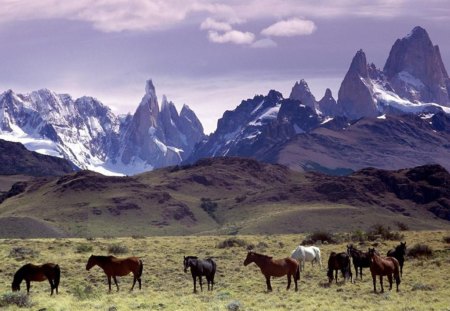 Andes Mountains - patagonia, beauty, nature, andes, horses, mountains, argentina