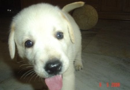 Leo the LABRADOR - cute, dog, labrador