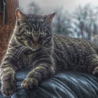 cat
