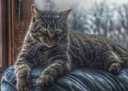 cat - cat, hdr