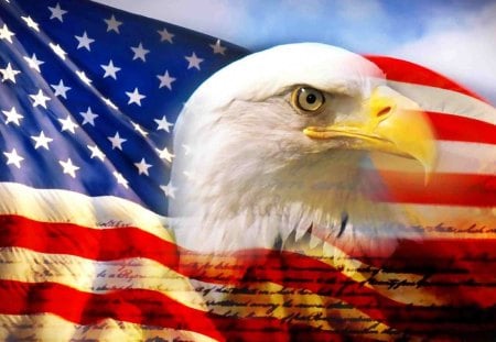 BALD HEADED EAGEL ON THE ANERICAN FLAG - american, flag, bald headed eagle