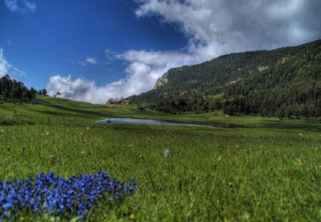 Lestany floretes - flowers, purple, grass