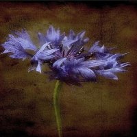 Blue Cornflower