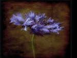 Blue Cornflower