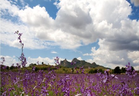 	flowers again - flowers, purple, grass