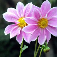 Purple pair flowers