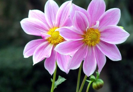 Purple pair flowers - nature, flowers