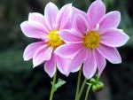 Purple pair flowers