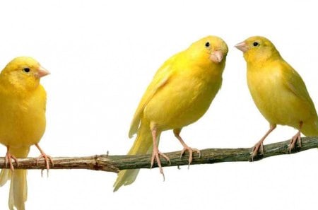 yellow canariesas yellow bird for friendship