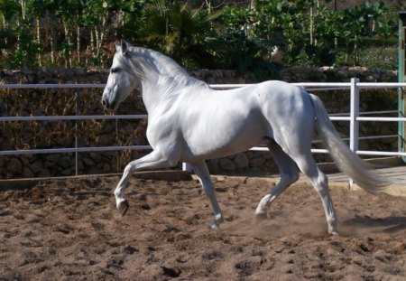 Another Beautiful Spanish Stallion - andalusian stallion, horses, animals, spanish stallion