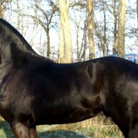 Friesian Stallion