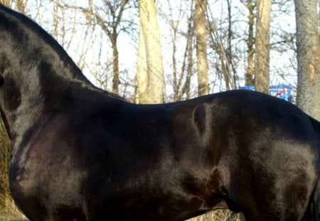 Friesian Stallion - horses, dutch horse, holland, animals, friesian stallion