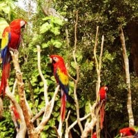 Macaws