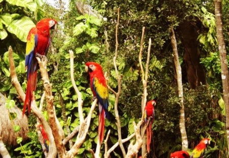 Macaws - animal, macaws, birds