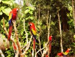 Macaws