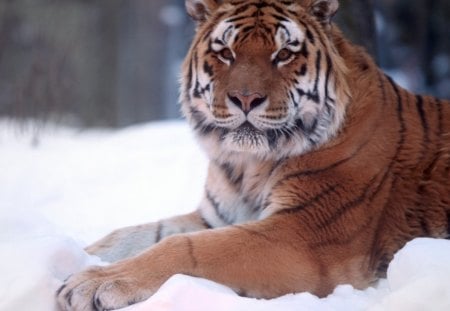 Tiger - snow, winter, tiger, cat