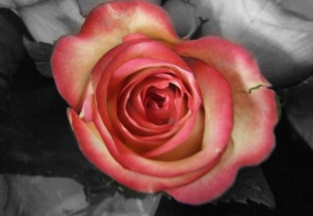 Rose - flower, rose, abstract