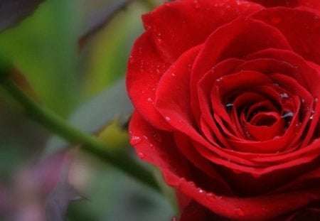 Red rose - flower, rose