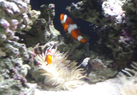 Clown Fish - fish, coral