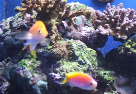 Colorful Fishes - coral, fish