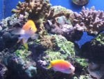 Colorful Fishes