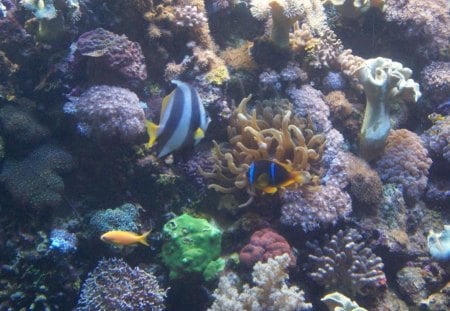 close up - coral reef, corals and fish