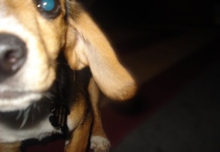 Beagle - beagle, puppy, dog, cute, vmhenson